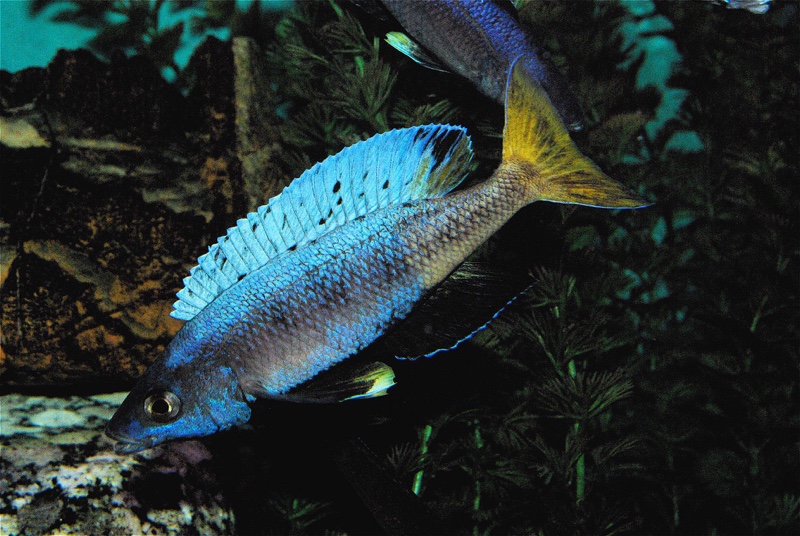 Cyprichromis sp. 'brilliant jumbo' (Speckleback Moba)